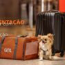 Regras e documentação para viajar com animais de estimação - Pet Viajante