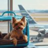 Transporte de pets em viagens aéreas - GOL linhas aéreas - Pet Viajante