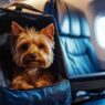 Transporte de pets em viagens aéreas - LATAM - Pet Viajante