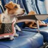Viajar com seu pet na linha aérea Azul - Pet Viajante